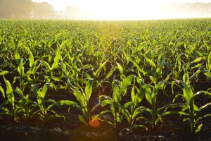 2025 Songhai/Mastercard Youth Agricultural Empowerment Scheme